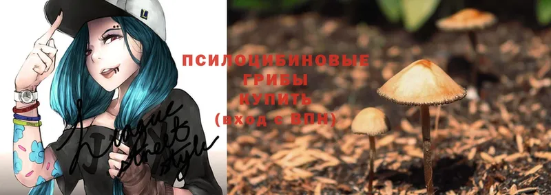 Галлюциногенные грибы Psilocybine cubensis  Зарайск 